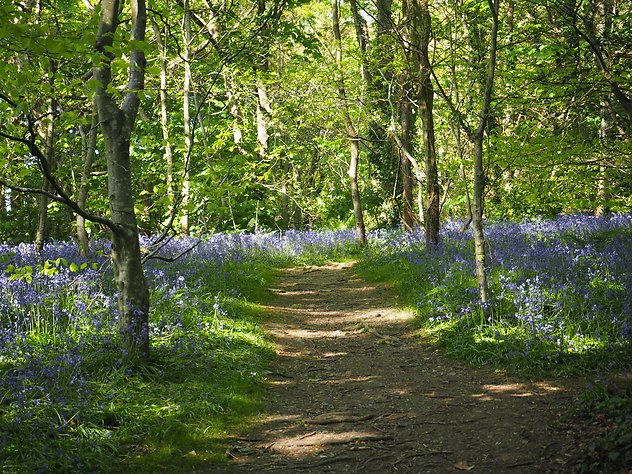 Home. Bluebell woods path